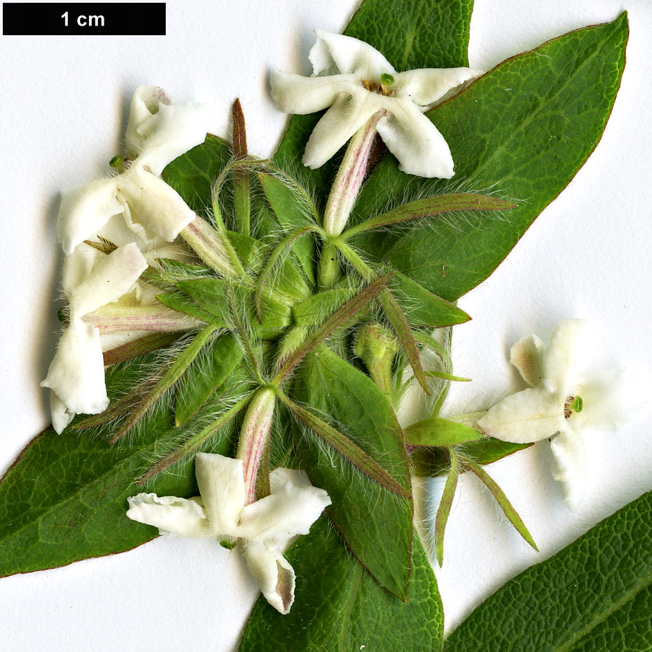 High resolution image: Family: Caprifoliaceae - Genus: Zabelia - Taxon: triflora